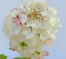 Hortensja bukietowa Magical Mont Blanc Hydrangea paniculata 1l