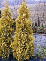 Żywotnik Zachodni Malonyana Aurea Thuja Occidentalis 