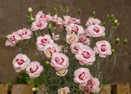 Goździk pierzasty Angel of Virtue Dianthus Plumarius 9