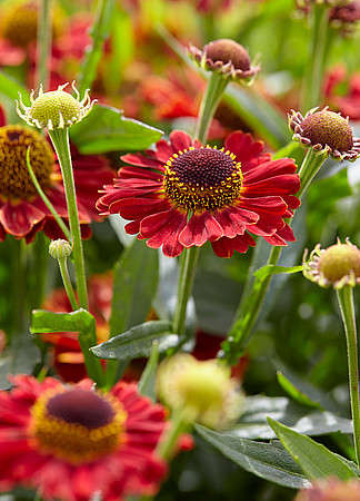 Dzielżan jesienny Salsa Helenium Autumnale