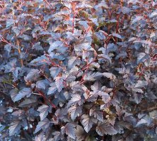 Pęcherznica kalinolistna Sweet Dreams Physocarpus opulifolius 1l