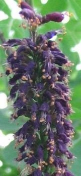 Indygowiec Zwyczajny Amorfa Krzewiasta Amorpha Fruticosa