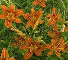 Liliowiec Rdzawy Hemerocallis fulva11