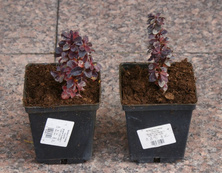 Berberys Thunberga Concorde Berberis Thunbergii 1l