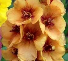 Dziewanna Honey Dijon Verbascum 1l