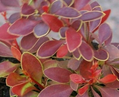 Berberys Thunberga Coral Berberis Thunbergii 0,5l - 1l