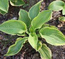 Funkia Abiqua Moonbeam Hosta 1l