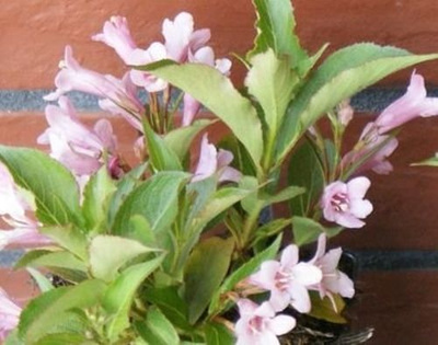 Krzewuszka Pink Poppet Weigela 9-1l