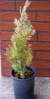 Cyprysik Lawsona Dart's Blue Ribbon Chamaecyparis Lawsoniana 