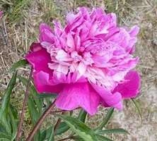 Piwonia Celebrity Paeonia 2-3l