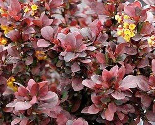 Berberys Thunberga Concorde Berberis Thunbergii 1l