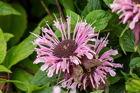 Pysznogłówka Beauty of Cobham Monarda 9