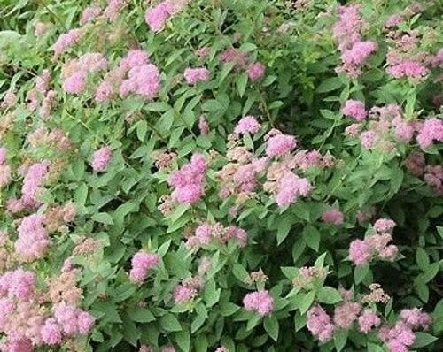 Tawuła japońska Manon Spiraea japonica 9-1l