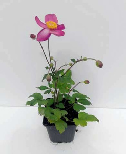 Zawilec Little Breeze Kiss Anemone Hybrida 9