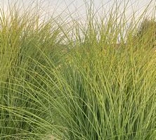 Miskant Chiński Kleine Fontane Miscanthus Sinensis 1l