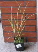 Miskant Olbrzymi Miscanthus Giganteus 1l