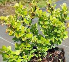 Berberys Thunberga Kobold Berberis Thunbergii 1l