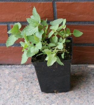 Kocimiętka wysoka Nepeta 1l
