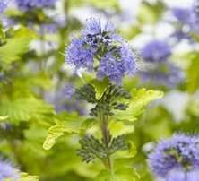 Barbula Hint of Gold Caryopteris Clandonensis 1l