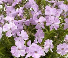 Floks szydlasty Phloxtrot Pink Phlox Subulata