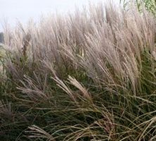 Miskant Chiński Morning Light Miscanthus Sinensis 1l