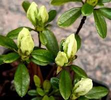 Azalia japońska Schneesturm Azalea japonicum 1l