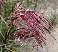 Miskant Chiński Boucle Miscanthus Sinensis1l