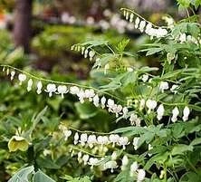 Serduszka Okazała Alba Dicentra Spectabilis 1l