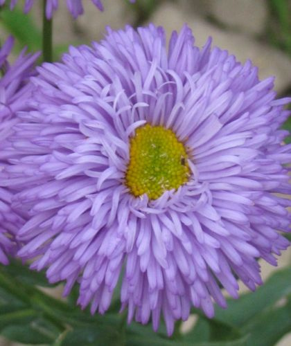 Przymiotno Okazałe Schone Blaue  Erigeron Speciosus 9