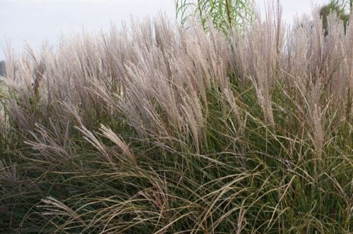 Miskant Chiński Morning Light Miscanthus Sinensis 1l