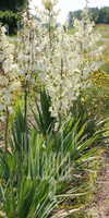 Juka srebrzysta Yucca glauca 