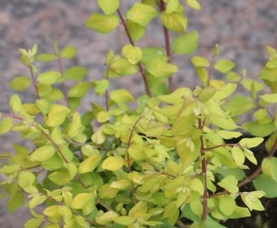 Śnieguliczka Chenaulta Brian De Soleil Symphoricarpos x Chenaultii 1l