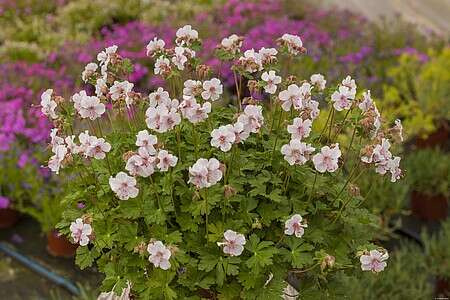 Bodziszek kantabryjski Biokovo Geranium cantabrigiense 9