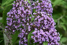 Budleja Dawida Wisteria Lane Buddleja Davidii 1l