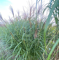 Miskant transmorrisonensis Miscanthus transmorrisonensis 1l