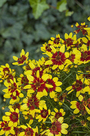 Nachyłek Okółkowy Firefly Coreopsis Verticilata 9