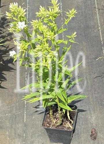 Floks, Płomyk Early White Phlox Paniculata 9