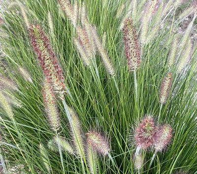 Rozplenica japońska Hamelen Pennisetum Alopecuroides 9