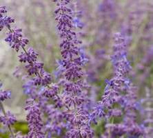 Perowskia łobodolistna Russian Sage Perovskia Atriplicifolia 9