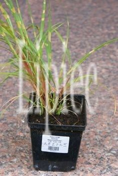 Miskant Chiński Pünktchen Miscanthus Sinensis1l