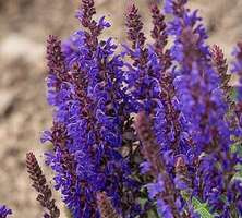 Szałwia omszona Blue Bouquetta Salvia nemorosa 9