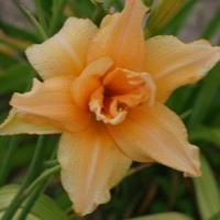 Liliowiec Double Entendre Hemerocallis 1-2l