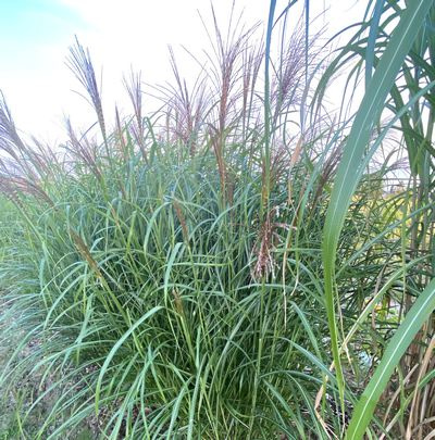 Miskant transmorrisonensis Miscanthus transmorrisonensis 1l