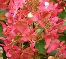 Hortensja bukietowa Magical Flame Hydrangea paniculata 1l