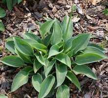 Funkia Blue Cadet Hosta 1l