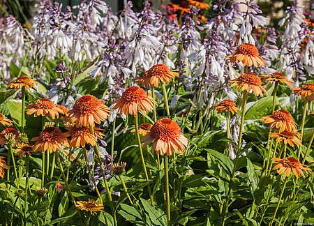 Jeżówka Supreme Cantaloupe Echinacea 9