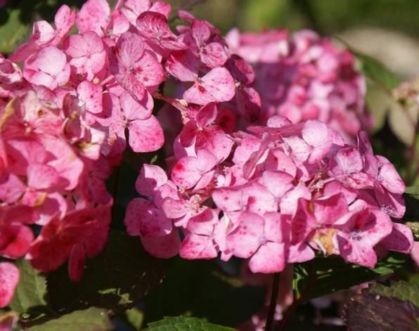 Hortensja mieszańcowa Preziosa Hydrangea 1l