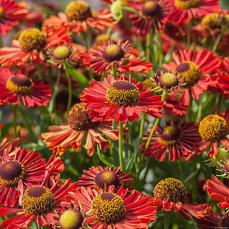 Dzielżan Jesienny Ranchera Helenium Autumnale 1l