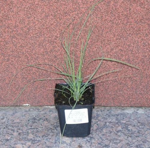 Przyostnia włosowata Muhlenbergia Capillaris 9