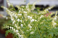 Serduszka Okazała Alba Dicentra Spectabilis 1l